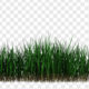 Green grass waving in wind loop with alpha - Green screen video freegraphics