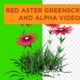 Red aster green screen , Alpha video loop - Green screen video freegraphics