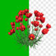 Red poppy plant with flowers alpha video - Green screen video freegraphics