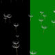 white feather Floating seeds green screen , video with alpha channel - Green screen video freegraphics