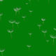 Floating seeds green screen video - Green screen video freegraphics