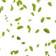 Green leaves falling in white background - Green screen video freegraphics