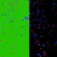 colorful confetti blast green screen and alpha video - Green screen video freegraphics