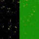 Golden confetti blast and falling animation green screen and alpha video - Green screen video freegraphics