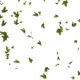 greeen maple leavs falling in white background - Green screen video freegraphics