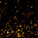 Glittering golden particle loopable background video with alpha - Green screen video freegraphics