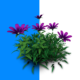 violet flowers in plant blue screen video - Blue screen video